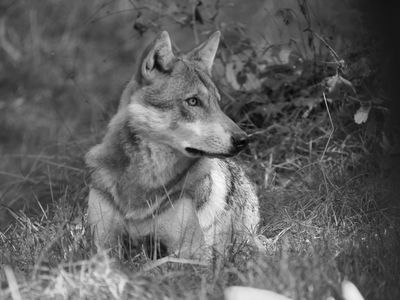 Eurasian wolf BW
