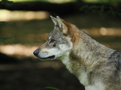 Eurasian wolf