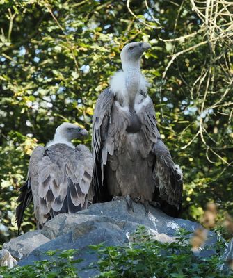 Griffon vultures