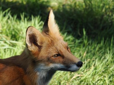 Fox