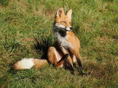 Fox