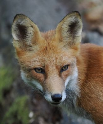 Fox