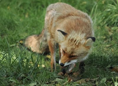 Fox