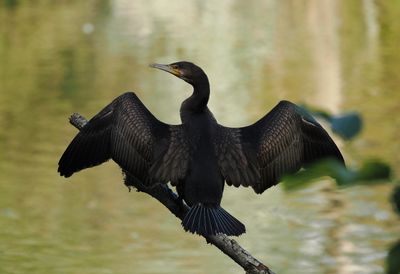 Cormorant displaying beautifully arranged plumage