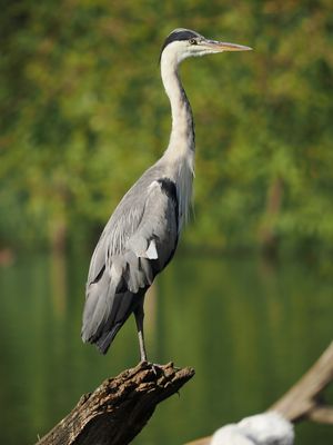 Grey heron