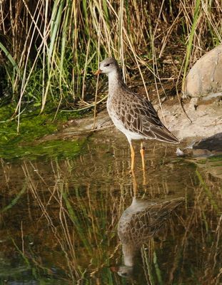 Ruff - sandpiper