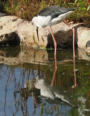 Black-winged stilt admiring itself