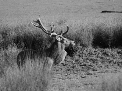 Stag - ready to take on the others BW