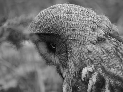 Ural owl BW