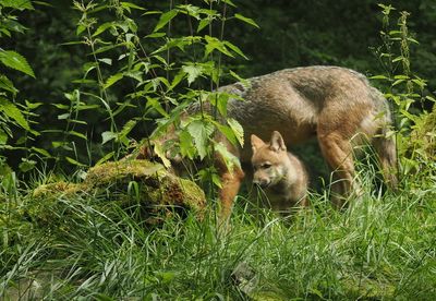 Eurasian wolves - parenting 1.JPG res.JPG