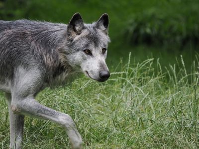 American black wolf