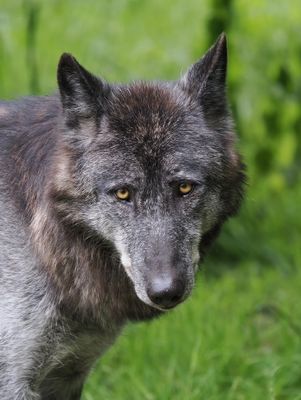 American black wolf
