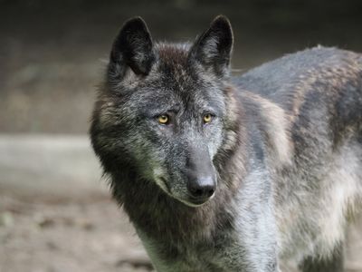 American black wolf