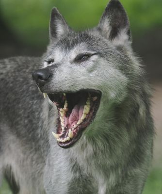 American black wolf