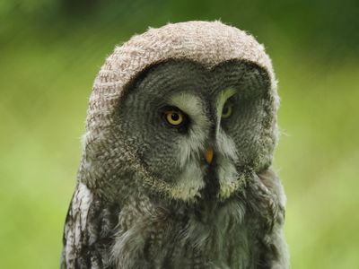 Ural owl