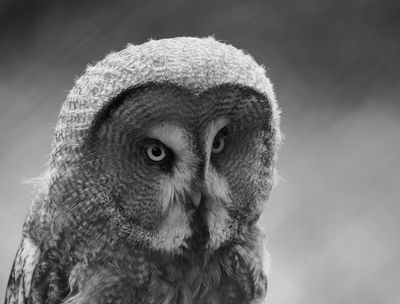 Ural owl BW