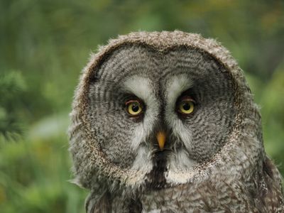 Ural owl