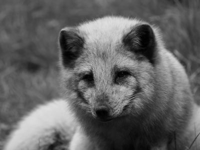 Polar fox BW