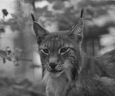 Lynx BW