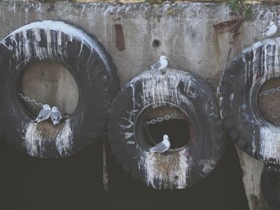 Kittiwakes nesting in tyres along the pier