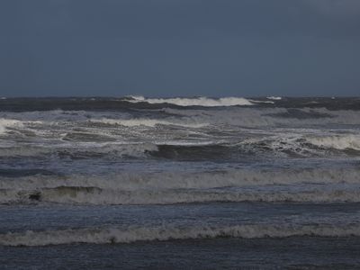 Wild North Sea