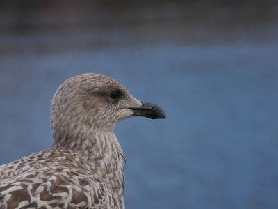 Juvenile herring gull