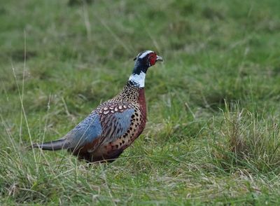 Ring-necked pheasant