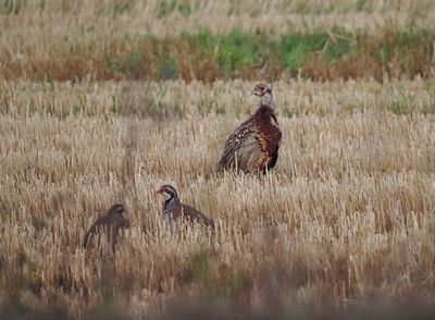 Ring-necked pheasant