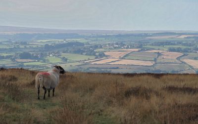 Overseeing the land