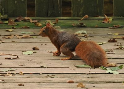 Squirrel