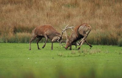 Fight during the rut