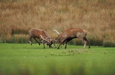 Fight during the rut