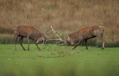 Fight during the rut
