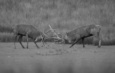 Fight during the rut BW