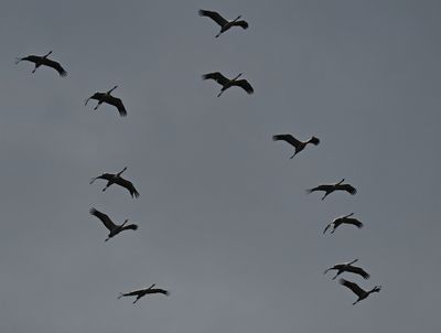 Parc Animalier Han-sur-Lesse