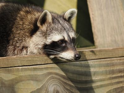 Racoon spotting something of interest