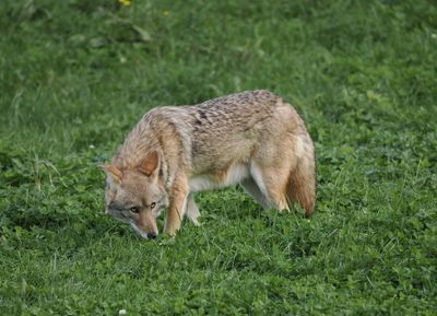 Coyote