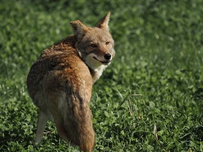 Coyote