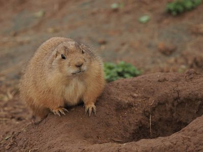 Prairie dog questioning the benefits of going on a diet