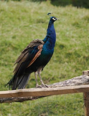 Peacock in need of new tail feathers for next year