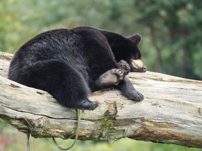 Black bear finding the correct eat - sleep balance