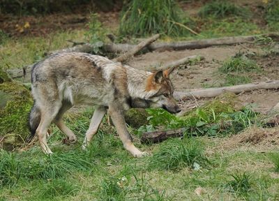 Eurasian wolf on the prowl