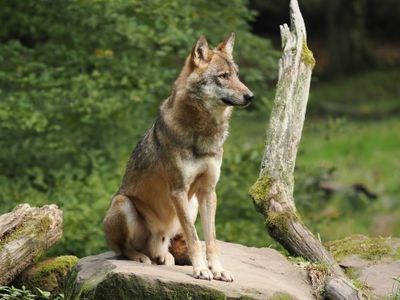 Eurasian wolf