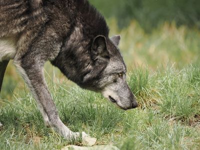 Eurasian wolf on the prowl