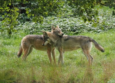 Eurasian wolves - tenderness