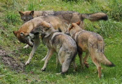 Eurasian wolf family