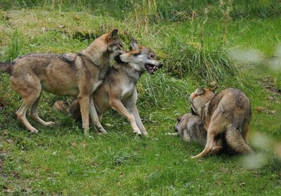 Eurasian wolf family - the youngsters need to be taught some manners