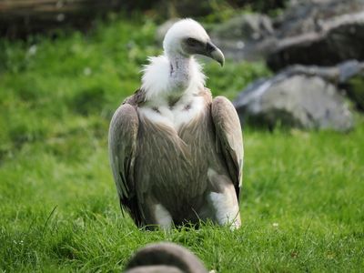 Griffon vulture