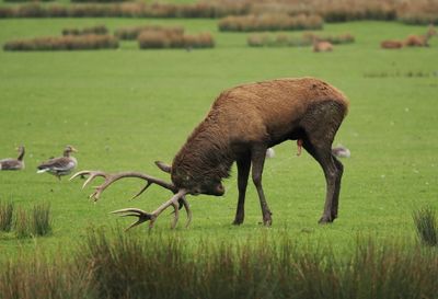Stag - approaching the ladies with the right kind of perfume