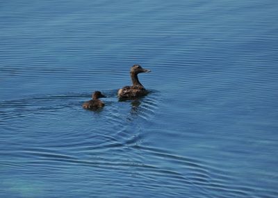 Wildlife along the coast